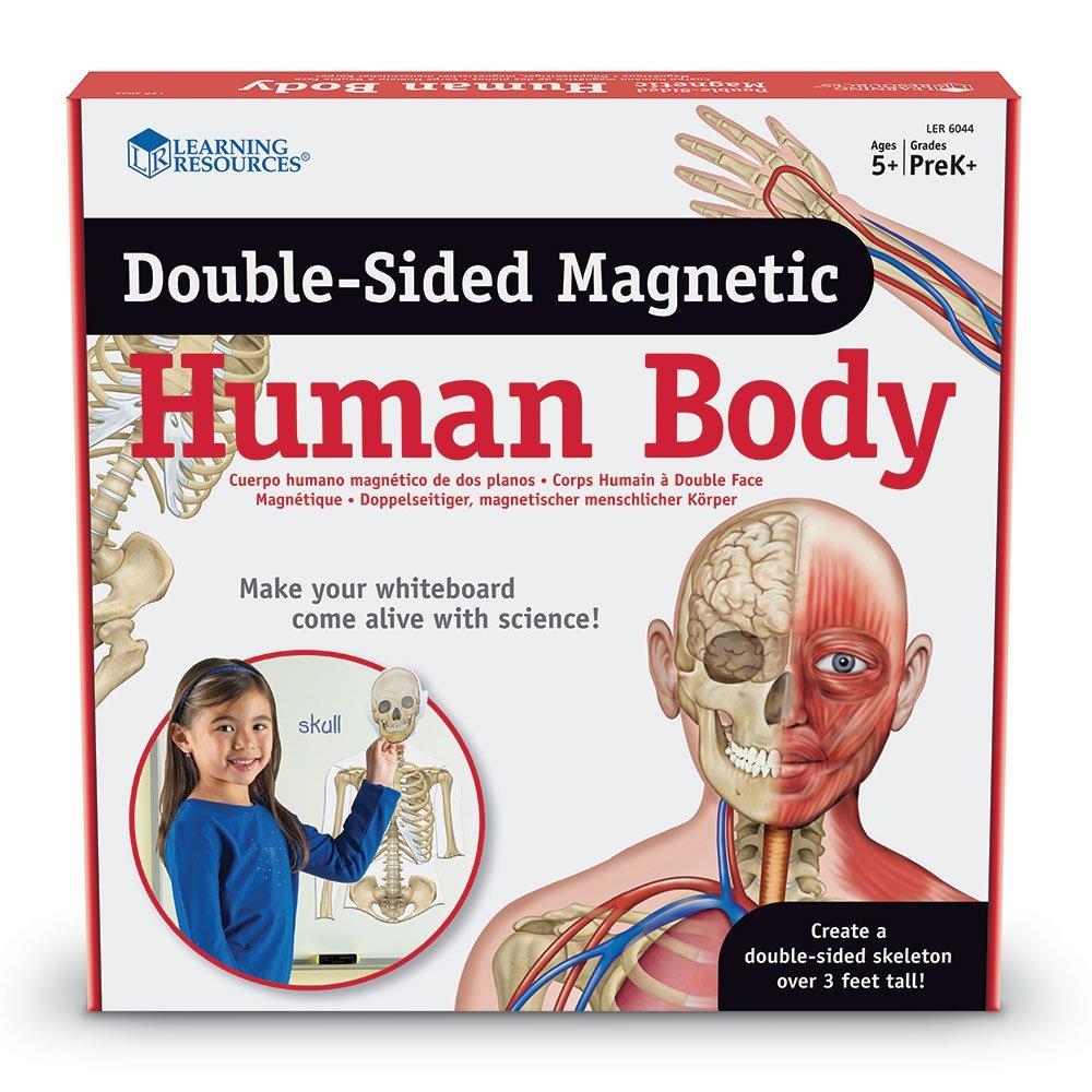 Corpul uman - set magnetic - Cunoasterea mediului - Learning Resources