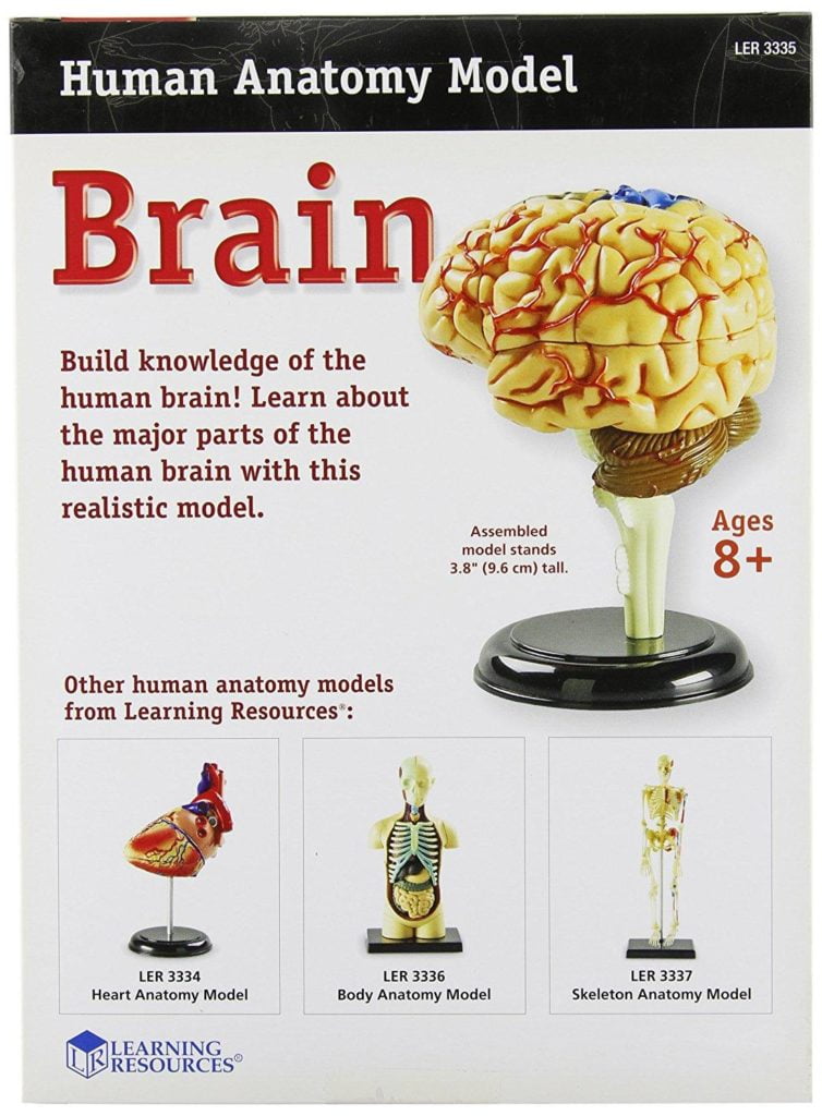 Creierul uman - macheta - Cunoasterea mediului - Learning Resources