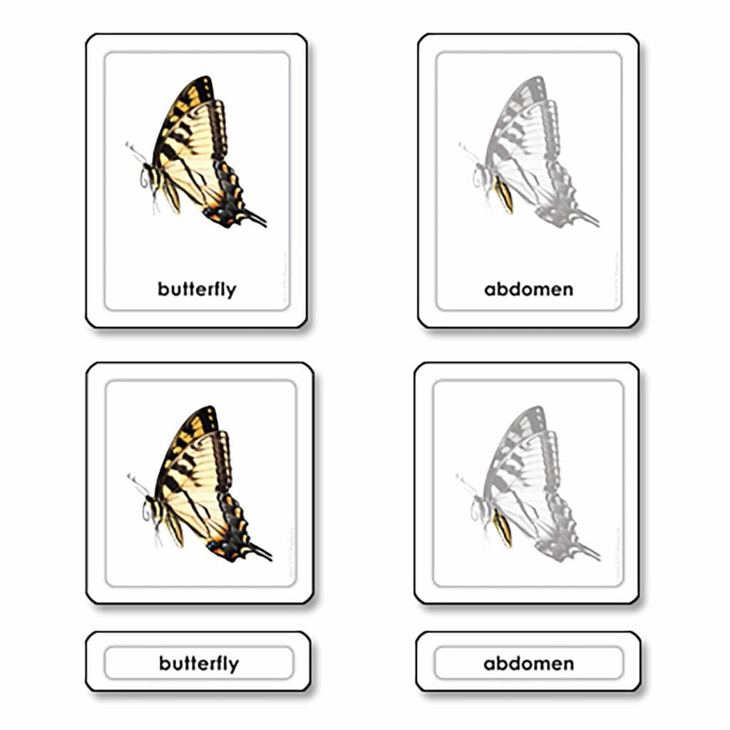 Parts Of A Butterfly (Insects)-produs original Nienhuis Montessori-prin Didactopia by Evertoys
