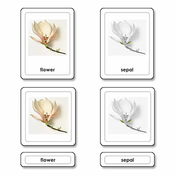 Parts Of A Flower-produs original Nienhuis Montessori-prin Didactopia by Evertoys