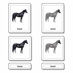 Parts Of A Horse (Mammals)-produs original Nienhuis Montessori-prin Didactopia by Evertoys