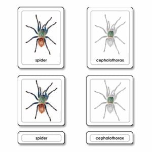 Parts Of A Spider (Arachnid)-produs original Nienhuis Montessori-prin Didactopia by Evertoys
