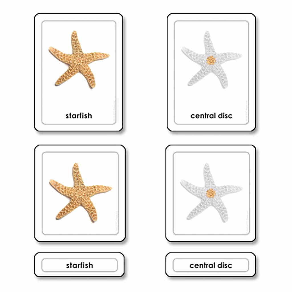Parts Of A Starfish (Echinoderms)-produs original Nienhuis Montessori-prin Didactopia by Evertoys