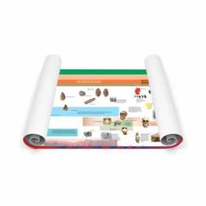 Timeline Of Early Humans (Large Display)-produs original Nienhuis Montessori-prin Didactopia by Evertoys