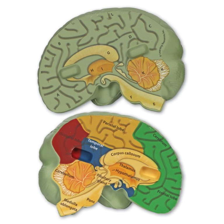 Model sectiune - Creierul uman - Learning Resources 1
