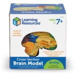 Model sectiune - Creierul uman - Learning Resources 4
