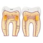 Dantura umană - Secţiune dinte - Set didactic / Machetă - STEM - imagine 2