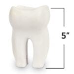 Secțiunea dintelui - Learning Resources 3