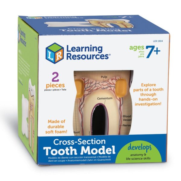 Secțiunea dintelui - Learning Resources 4
