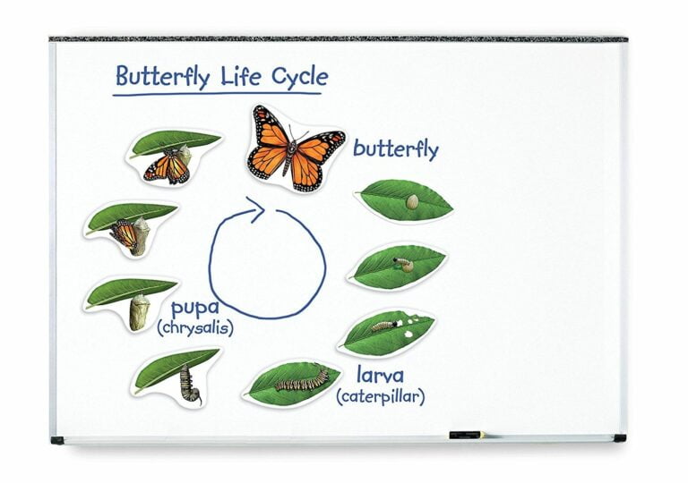 Set magnetic - Ciclul de viață al fluturelui - Learning Resources prin Didactopia 2