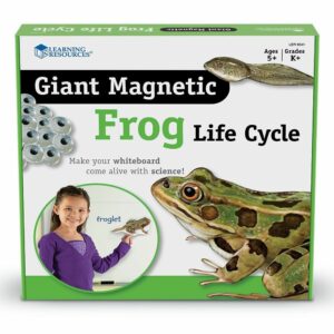 Set magnetic - Ciclul de viață la broască - Learning Resources prin Didactopia 1