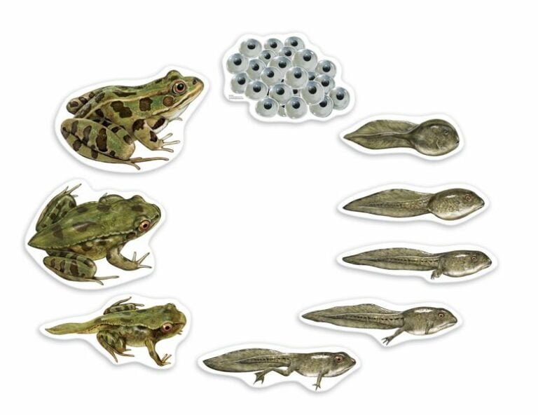 Set magnetic - Ciclul de viață la broască - Learning Resources prin Didactopia 3