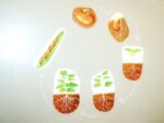Set magnetic - Ciclul de viață la plante - Learning Resources prin Didactopia 4