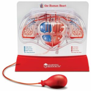 Machetă corp uman - Inima - Pomparea sângelui - Learning Resources prin Didactopia 1