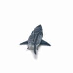 Megalodon - Figurină originală Papo® 55087 - imagine 7