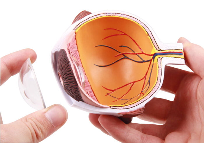 Ochiul omenesc - emisfera marita - Interior - Model anatomic - Original Erler Zimmer Germania - Realitate Augmentata EZ AR 5