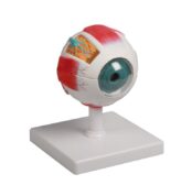 Ochiul omenesc - Model anatomic - Original Erler Zimmer Germania - Realitate Augmentata EZ AR