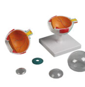 Ochiul omenesc - Model anatomic - Original Erler Zimmer Germania - Realitate Augmentata EZ AR