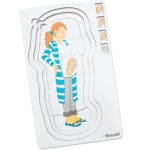 Puzzle educativ multistrat - Etapele unei sarcini - Puzzle anatomie corp uman 2