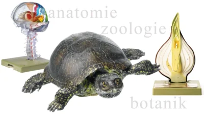 Mulaje si machete didactice anatomie si botanica originale SOMSO Germania - In Romania prin Didactopia by Evertoys