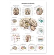 Creierul uman - Plansa didactica anatomie XL - 70 x 100 cm - Baghete metal - EN