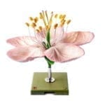 Floare de mar - Planta dicotiledonata - Macheta modulara - Original SOMSO Germania