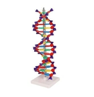 Model ADN - Elice dubla - Kit de asamblare - 12 perechi de baze - Genetica