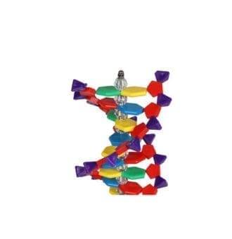 Model ADN - Elice dubla - Kit de asamblare - 12 perechi de baze - Genetica