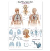 Sistemul respirator uman - Plansa didactica anatomie XL - 70 x 100 cm - Baghete metal - DE EN