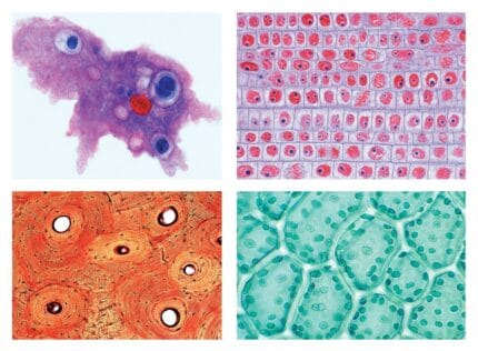 Set preparate didactice microscopie - biologie-botanica-anatomie - Prin Didactopia by Evertoys