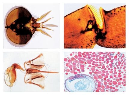 Set preparate didactice microscopie - biologie-botanica-anatomie - Prin Didactopia by Evertoys