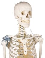 Schelet didactic flexibil cu ligamente - Model anatomic - Marime naturala 176 cm