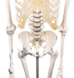 Schelet didactic flexibil cu ligamente - Model anatomic - Marime naturala 176 cm