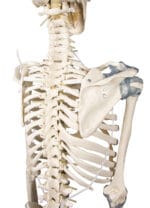 Schelet didactic flexibil cu ligamente - Model anatomic - Marime naturala 176 cm