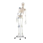 Schelet uman didactic flexibil cu ligamente - Model anatomic - Marime naturala 176 cm