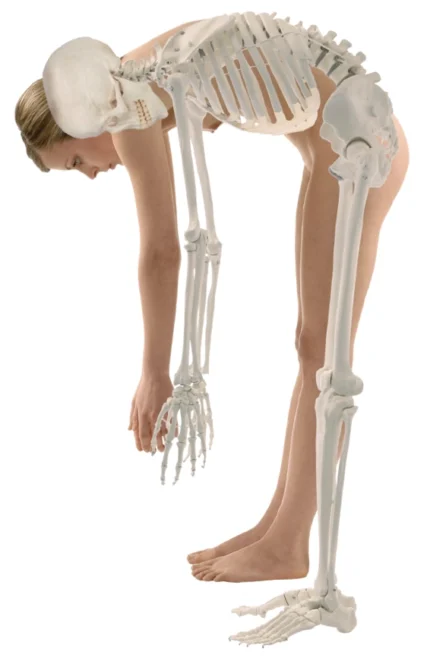 Schelet didactic flexibil cu ligamente - Model anatomic - Marime naturala 176 cm