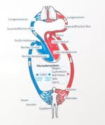 Sistemul circulator al corpului uman - Set didactic XL pentru tabla - Magnetic