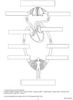 Sistemul circulator al corpului uman - Set didactic XL pentru tabla - Magnetic