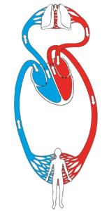 Sistemul circulator al corpului uman - Set didactic XL pentru tabla - Magnetic