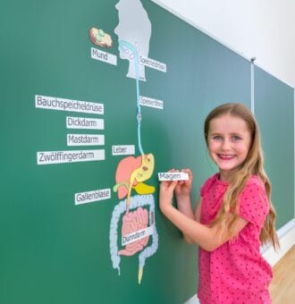 Sistemul digestiv al corpului uman - Set didactic XL pentru tabla - Magnetic