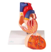 Inima - Machetă anatomică modulară - Mărime naturală - cca. 14 cm - Include Sistemul de conducere electrică - Original Erler Zimmer in Romania prin Didactopia