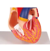 Inima - Machetă anatomică modulară - Mărime naturală - cca. 14 cm - Include Sistemul de conducere electrică - Original Erler Zimmer in Romania prin Didactopia