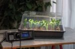 Sistem Climatic M LED cu răsaduri în germinare - demonstrație control LED, termic și termostat digital pentru cultivare profesională